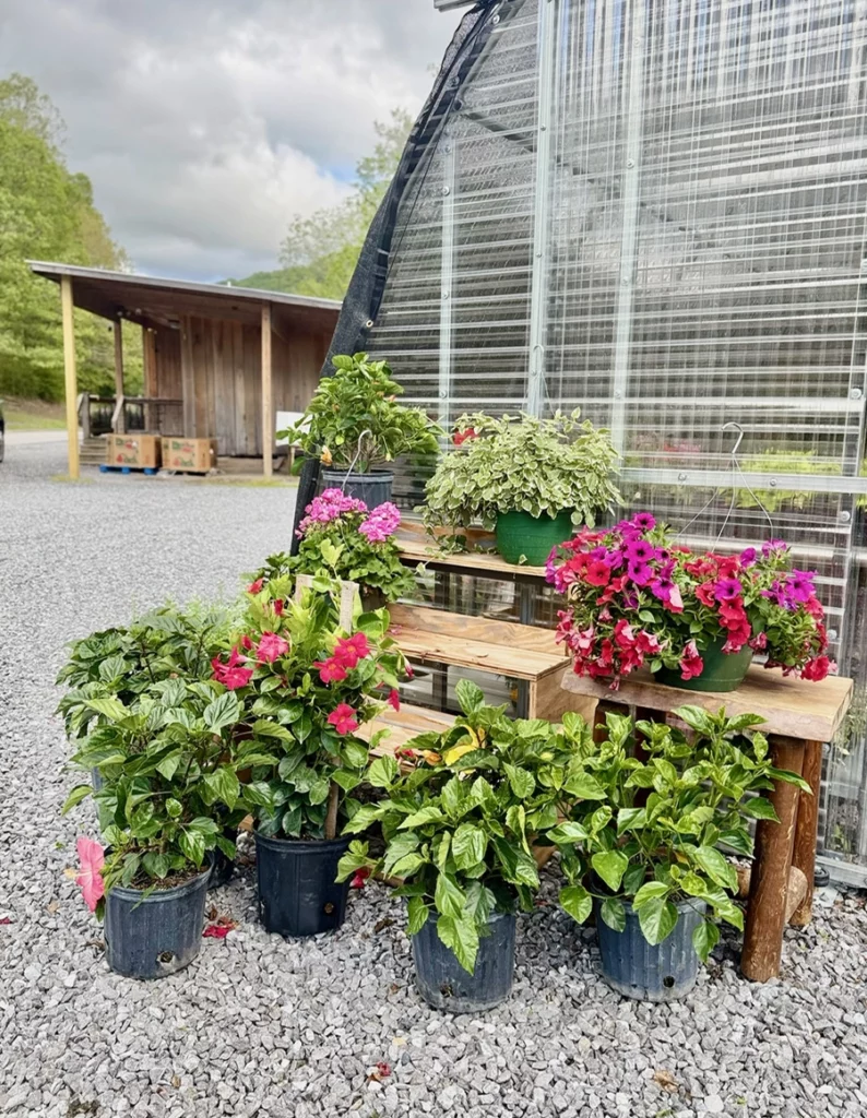 flowers and plants outside the greenhouse